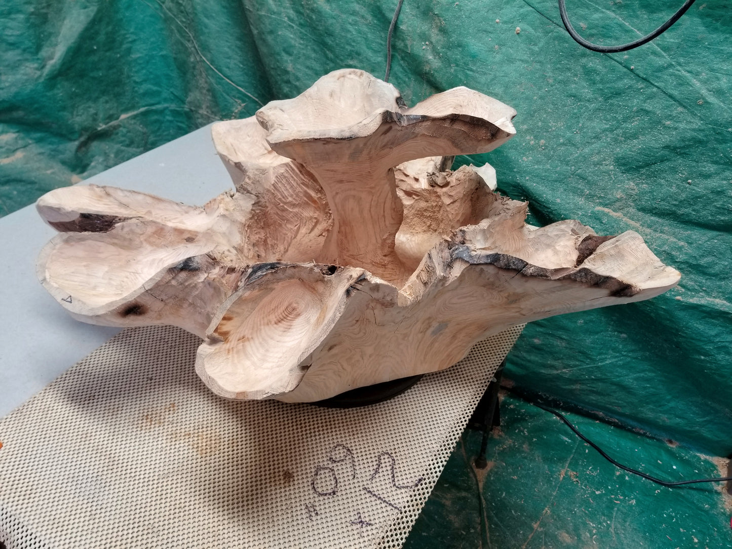 Exotic divided & branching tree root wood bowl, large, rustic yet refined, heirloom, flared side dishes and top dish, sprawling, one of a kind, unique, golden brown, tan, lodgepole pine, 13.25 inch tall x 32 x 24.5, food safe, wooden, unique 452-A