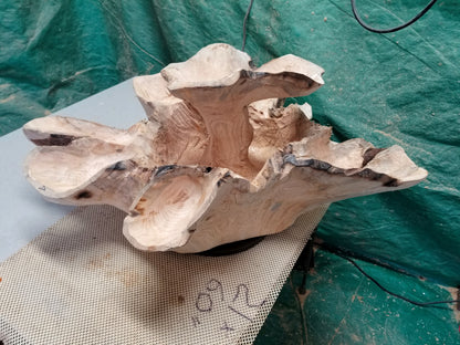 Exotic divided & branching tree root wood bowl, large, rustic yet refined, heirloom, flared side dishes and top dish, sprawling, one of a kind, unique, golden brown, tan, lodgepole pine, 13.25 inch tall x 32 x 24.5, food safe, wooden, unique 452-A