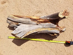 Raw old dead and dry Utah juniper wood with no bark as found and to be used for a natural wood sculpture, sitting on a sandy surface with a measuring tape for scale.