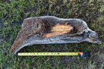 Rustic and raw 30" original wood piece as found on a forest floor in Central Oregon.