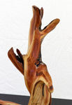 Manzanita wood tabletop sculpture, twisted root sculpture, irregular live edge sculpture, 20.5 inches Tall x 17 x 7, one of a kind, 457-A