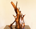 Ponderosa pine conjoined root tabletop sculpture, 28 inches tall, 336-A
