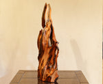 Ponderosa pine conjoined root tabletop sculpture, 28 inches tall, 336-A