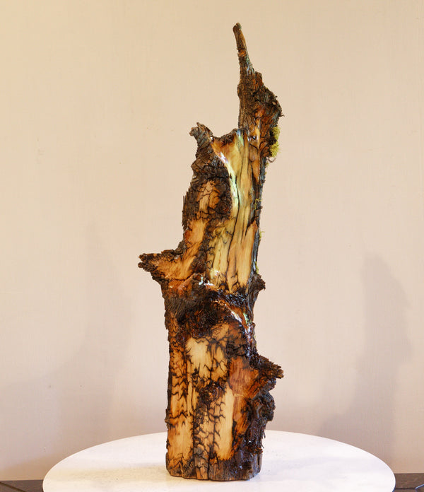 tabletop live edge beautifully grained Ponderosa pine natural sculpture with gold, brown, black, 23.5 T x 7.5 x 5.5, 3.42#, 307-A