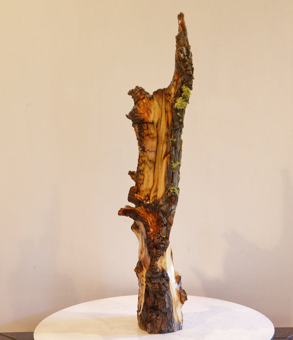 tabletop live edge beautifully grained Ponderosa pine natural sculpture with gold, brown, black, 23.5 T x 7.5 x 5.5, 3.42#, 307-A