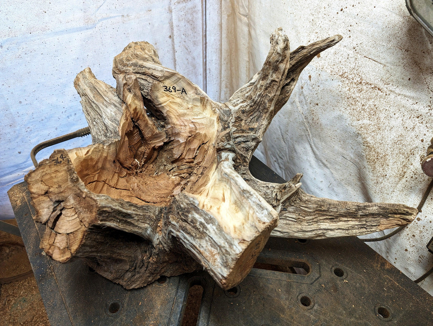 Exotic branched wood root bowl, large, smooth, rustic refined, twisted, arced, sprawling, one of a kind, unique, maroon, brown gold, 14.75'' T, x 21.5, obsidian rock floor inside, Wabi Sabi, driftwood, fruit bowl, food safe, beautiful, 369-A
