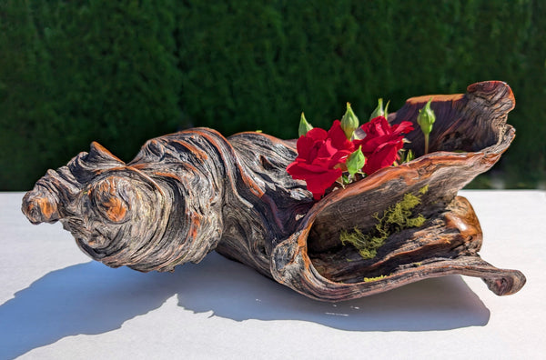 rustic weathered natural wood tabletop sculpture / vase, Ponderosa pine, lichens, 5 tall x 13 x 9’’, 2.9 lbs., Wabi Sabi one-of-a-kind, 385-C