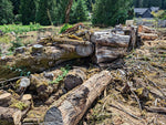The raw Oregon Bigleaf Maple logs (from a fallen 150+ year old tree) of various sizes lying on the ground. I chose the best from these to make floor and tabletop sculptures and bowls.  