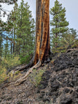 A close-up view of a typical large Ponderosa pine tree trunk with exposed roots growing on a black rocky lava slope surrounded by pine trees under a pale sky.