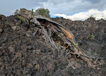 Rustic, but perfect for natural art. A close-up outdoor scene showing a unique piece of weathered long time down and dead rotting log resting on dark volcanic rock, with small green plants and cloudy sky in the background.