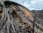Rustic, but perfect wood for natural art. A close-up outdoor scene showing a unique piece of weathered long time down and dead rotting log resting on dark volcanic rock, cloudy sky in the background.