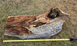 Back side of a 36 inch long raw wood as collected for art.  Live-edge slab with natural grain patterns in shades of brown, tan, and gray, displayed on a grassy lawn with a yellow tape measure underneath for scale.