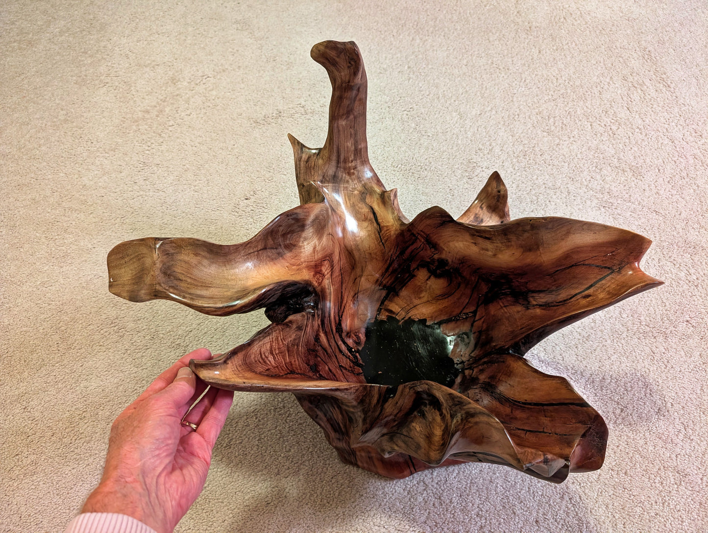 Exotic branched wood root bowl, large, smooth, rustic refined, twisted, arced, sprawling, one of a kind, unique, maroon, brown gold, 14.75'' T, x 21.5, obsidian rock floor inside, Wabi Sabi, driftwood, fruit bowl, food safe, beautiful, 369-A