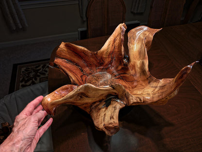 Exotic branched wood root bowl, large, smooth, rustic refined, twisted, arced, sprawling, one of a kind, unique, maroon, brown gold, 14.75'' T, x 21.5, obsidian rock floor inside, Wabi Sabi, driftwood, fruit bowl, food safe, beautiful, 369-A