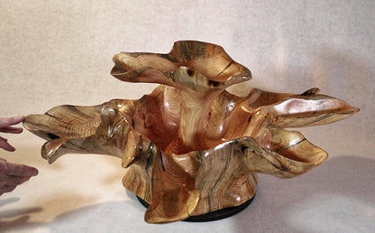 Exotic divided & branching tree root wood bowl, large, rustic yet refined, heirloom, flared side dishes and top dish, sprawling, one of a kind, unique, golden brown, tan, lodgepole pine, 13.25 inch tall x 32 x 24.5, food safe, wooden, unique 452-A