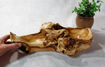 Rustic Black Cottonwood Bowl, Natural Wood Sculpture, Asymmetric Handle, 6.5"Tx14x11'', Wabi Sabi, one-of-a-kind, upcycled, 622-B