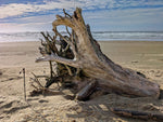 The large weathered Sitka spruce driftwood tree trunk showing a root cluster 10 feet tall sits on a sandy beach with the ocean and blue sky in the background. It provided the wood for the 27 inch tall sculpture 699-G. 