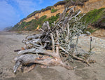 The large weathered Sitka spruce driftwood tree trunk showing a root cluster 10 feet tall sits on a sandy beach with the ocean and blue sky in the background. It provided the wood for the 27 inch tall sculpture 699-G. 
