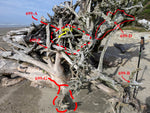 The large weathered Sitka spruce driftwood tree trunk showing a root cluster 10 feet tall sits on a sandy beach with the ocean and blue sky in the background. The roots with 6 pieces circled in red show which parts were collected for artistic sculptures. 