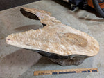 Top view of the original raw and rustic  wood piece that will become a decorative bowl.  18 inch ruler in photo.