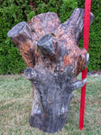 A 36 inch tall natural tree stump with multiple branches and no bark, photographed outdoors on grass with a red yardstick standing beside it for scale.  This raw wood will become an intricate and beautiful floor sculpture.  