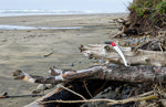 Special ocean driftwood that was collected and will be used for a 36 inch tall floor sculpture. A saw with a red handle and 13" white blade rests on the driftwood on a beach, with sand, ocean, and dunes in the background.
