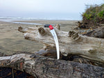 Special ocean driftwood that was collected and will be used for a 36 inch tall floor sculpture. A saw with a red handle and 13" white blade rests on the driftwood on a beach, with sand, ocean, and dunes in the background.