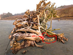 The large weathered Sitka spruce driftwood tree trunk showing a root cluster 10 feet tall sits on a sandy beach with the ocean and blue sky in the background. The piece of wood root that was used for the 27 inch tall sculpture 699-G is circled in red. 