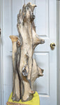 Early rough carving stage of a large 36.7" tall natural driftwood sculpture with complex branching and some textured and smooth surfaces, displayed in front of a white paneled door.