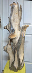 An early rough carving stage of a large 36.7" tall natural driftwood sculpture with complex branching and some textured and smooth surfaces, displayed in front of a white paneled door.