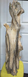 An early rough carving stage of a large 36.7" tall natural driftwood sculpture with complex branching and some textured and smooth surfaces, displayed in front of a white paneled door.