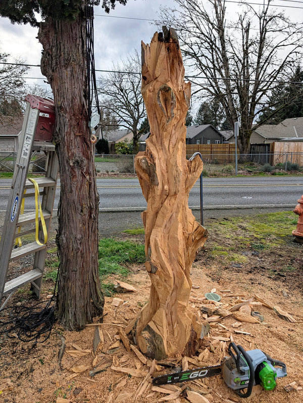 Rough shape started showing curves and limbs on an over 7 foot tall standing spruce sculpture.  
