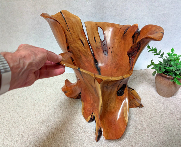 Hand touching the front of a golden orange, beautifully rich grained, high sided, live edge (some bark), multi faceted exotic wood bowl, made from a Mountain Mahogany tree's roots & trunk, 14.5 tall x 15.5 x 14’’, 13.7 lbs.    Sitting beside a small potted plant on a light-colored surface.