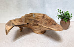 Wooden bowl with natural edge design on a light surface with a plant in the background. Rear view of figured maple wooden irregular bowl, smooth and soft with beautiful grain patterns, intriguing clear epoxy-filled fine cracks and rich natural colors (no stains or artificial colors added).  It measures 6 tall x 23 x 16’’, 5.8 lbs. 