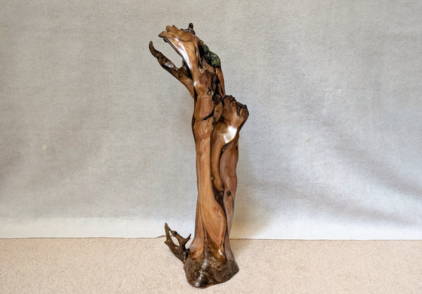 Front view of a vertical 27 inch tall Pacific Ocean abstract driftwood tabletop sculpture, Sitka spruce root, beautiful grain patterns, rich natural brown and light orange colors.  It measures 26.7 x 11.2 x 10.5’’, 9.95 lbs.  Has two naturally imbedded rocks and some white barnacle shells. 