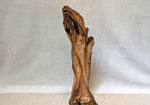Right side view of a vertical 27 inch tall Pacific Ocean abstract driftwood tabletop sculpture, Sitka spruce root, beautiful grain patterns, rich natural brown and light orange colors.  It measures 26.7 x 11.2 x 10.5’’, 9.95 lbs.  Has two naturally imbedded rocks and some white barnacle shells. 