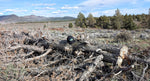 Wood as collected in the Oregon high desert.  The tree was cut as part of  an effort to remove trees and save water for other life forms.  