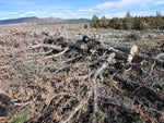 Scattered tree branches on the ground beside the 25 foot long western juniper log that will become a floor sculpture. Mountainous landscape in the background