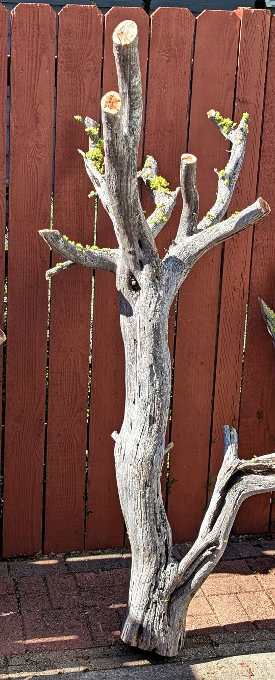 floor sculpture, Wood, mountain mahogany, elaborate shape, 66'' tall, Wabi Sabi, one-of-a-kind, asymmetric, 723-A
