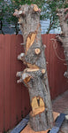 7.2' tall freeform abstract Western Juniper floor sculpture, Coming Soon, for the love of nature, Wood, Wabi Sabi, one-of-a-kind, asymmetric, 717-A