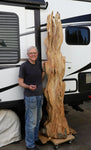 More work ahead, but getting closer to completed.  Artist and wood sculptor Smiling Bob Paulson standing beside his dynamic, abstract and freeform, one-of-a-kind, 7+ foot tall by 24" x 24'' natural spruce floor sculpture.  When completed, it will emphasize the tree's natural form and beauty. It will have a curved and twisted shape, some live edge design and will be a combination of smooth and and a few slightly rough surfaces with beautiful rich colors and grain patterns.  