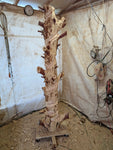 Tree trunk standing in my shop after the initial circular groove was cut that determines the basic design. 