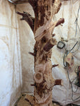 Close up of the trunk with initial carving. 