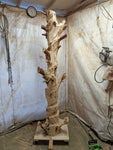 Tree trunk standing in my shop after the initial circular groove was cut that determines the basic design and some additional shaping was made. 