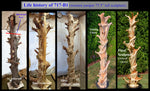 76" tall decorative wood floor sculpture, freeform abstract, Western Juniper twists, branched, grooved, Wabi Sabi, one-of-a-kind, asymmetric, 717-B1