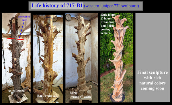 4 photos showing the progressive history of how the sculpture was created.  Shows how it looked as raw wood with bark when collected to its almost final form ready to be sanded and finish coated. 