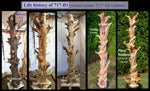 5 views of the 76 inch tall wood sculpture as it is being crafted, starting on the left with the standing raw wood tree trunk and following its progress to the final completed art piece. 