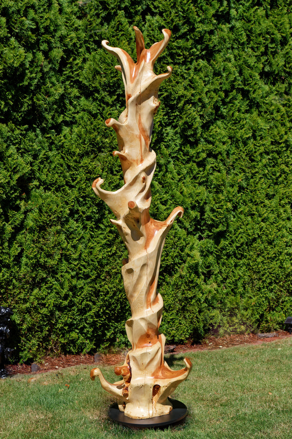 Front view (but any side could be the front) of a the completed 75.5" tall abstract branching indoor western juniper wood sculpture emphasizing the tree's original shapes.  It has beautiful rich grain patterns, natural unaltered golden tan and maroon colors, flowing flared lines with multiple grooves, intriguing hooked shapes.  One-of-a-kind 75.5" tall by 21" x 20'' floor sculpture.  It is smooth but has a few carefully conserved naturally rough surfaces. Seen here against a green conifer tree background.