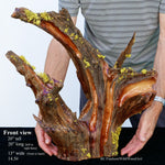 . Wood, tabletop sculpture, floor sculpture, rustic, primitive, conjoined roots, asymmetric, live wood, 21 x 21 x 13" – by Robert C Paulson Jr