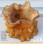 prickly bowl, irregular burl wood bowl sculpture golden brown, spines thorns, 12.5" tall x 12" wide x 10" deep, rich grain and burl patterns, 100% unique, 312-H